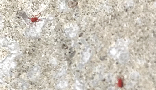 赤い小さい虫